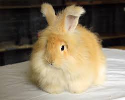cotton